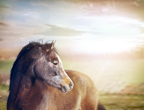 Young horse looking at background of pastures and beautiful sky