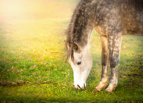 Gray horse graze on sun light