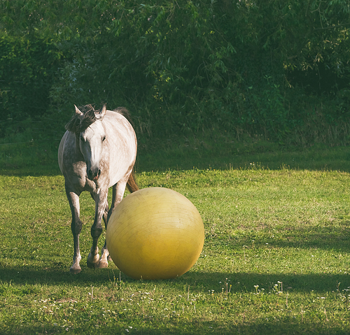Gray horse play ball at green grass