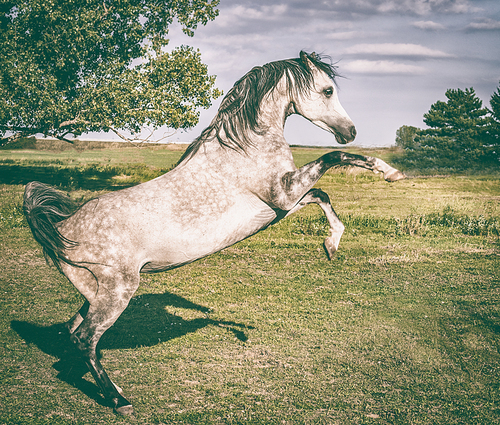 Arabian horse is rising on summer nature background