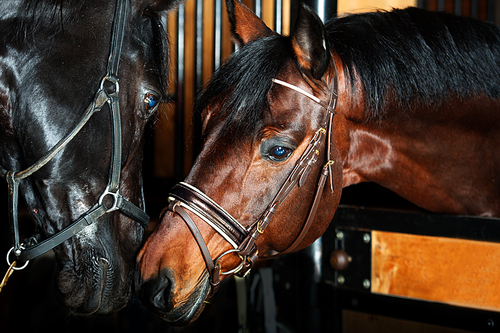 Portrait of  couple beautiful  breed horses posing together. stable