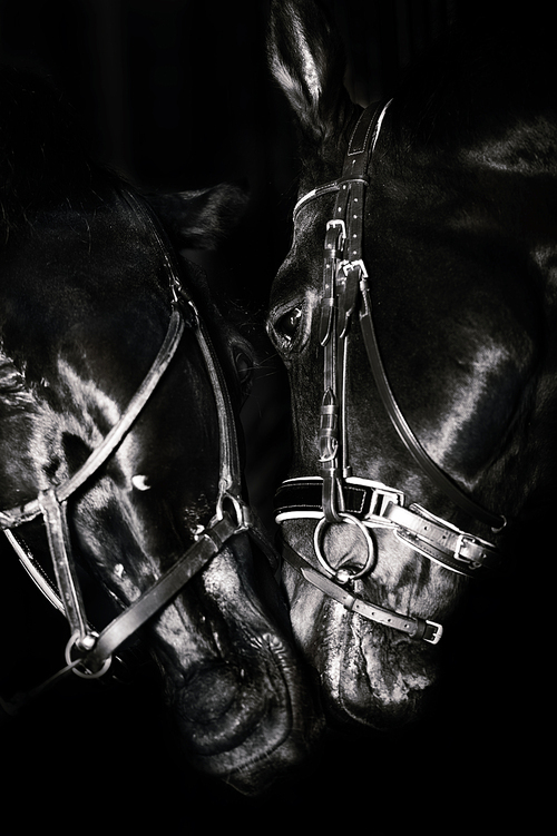 Portrait of  beautiful  breed horses posing together at black background.