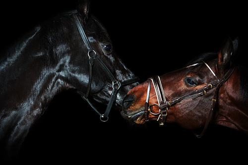 Portrait of  beautiful  breed horses at black background.