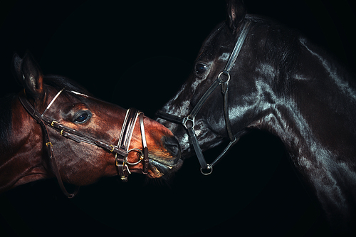 Portrait of  beautiful  breed horses at black background.