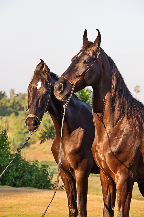 black Marwari mares  posing together. India