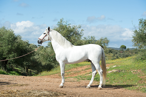 white pure Andalusian stallion poseing in  garden. Andalusia. Spain