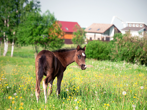 little welsh pony foal posing  at pasture