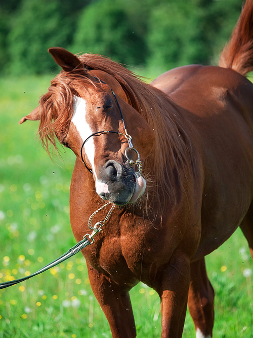 funny portrait of chestnut arabian horse at pasture