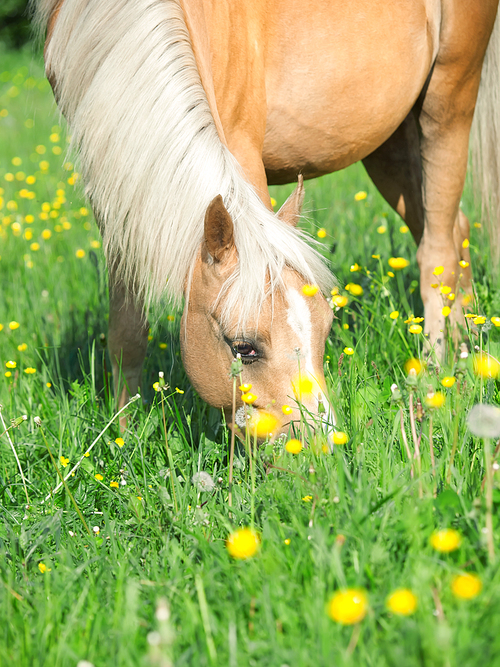 portrait of yellow welsh pony grazing at pasture