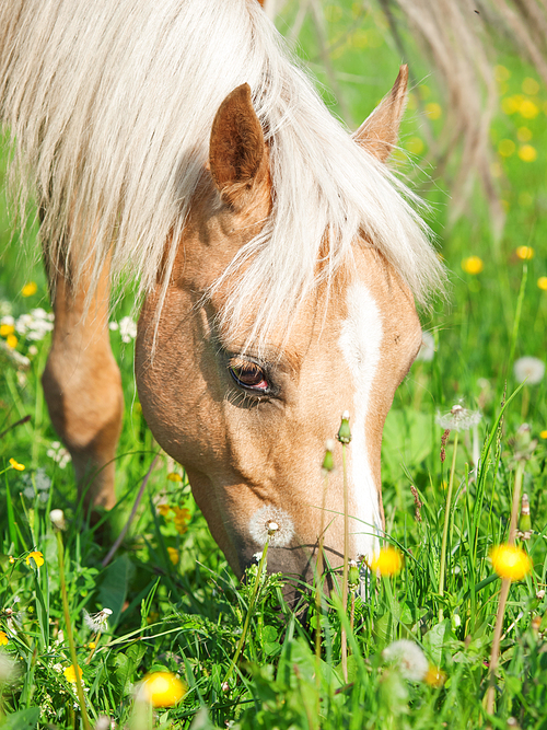 portrait of yellow welsh pony grazing at pasture