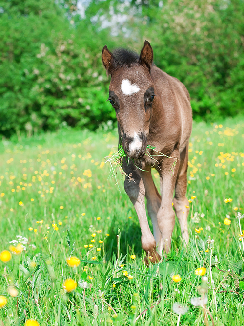 little welsh pony foal posing  at pasture