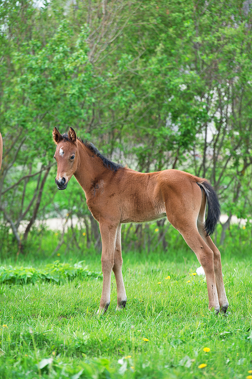 little  bay  foal  at pasture. summer