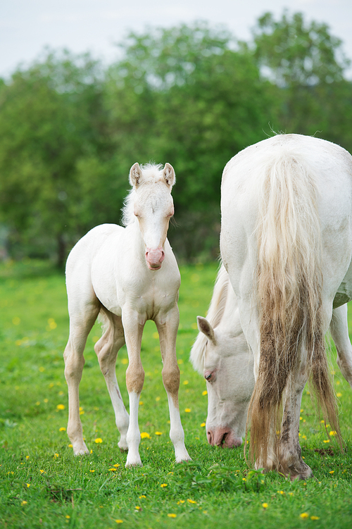pony cream foal with mom in green grass meadow