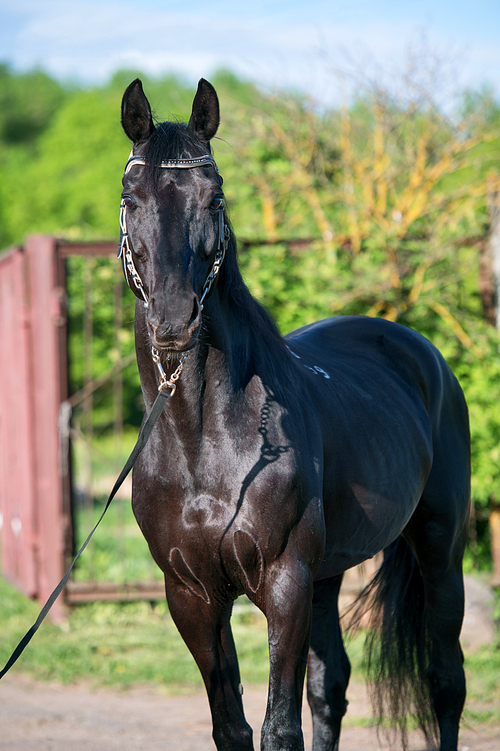 portrait of black sportive TRakehner stallion. spring