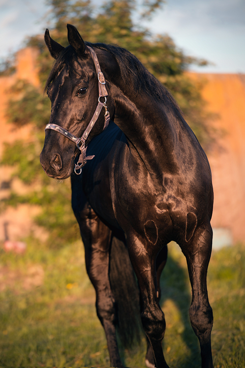 portrait of black sportive TRakehner stallion. spring