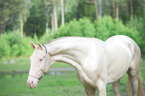 portrait of creamello purebred akhalteke stallion poseing against small lake