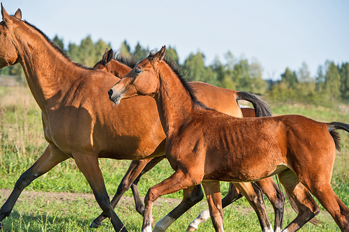 running purebred akhateke foals with dam in meadow
