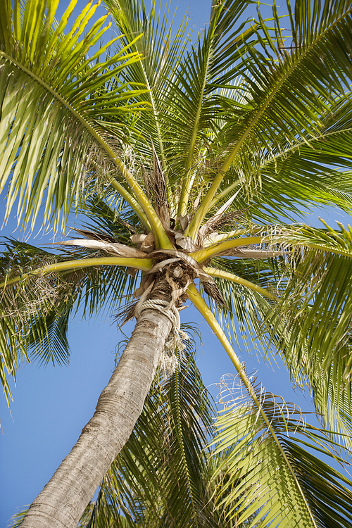 Palm tree against clear sky; Koh Pha Ngan; Thailand