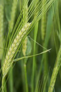 Close up of head of barley in field in Summer