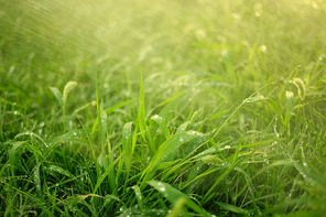 Fresh grass covered with rain drops and fog of small water drops in air backlit by sunset light
