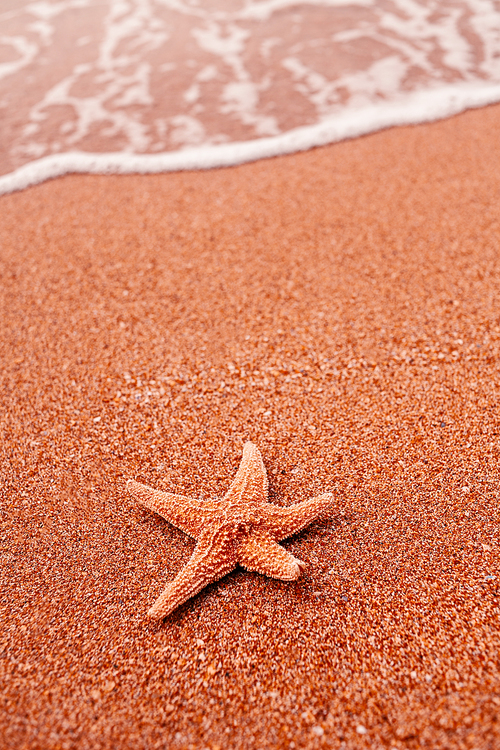 Starfish lying on sand and soft surf wave on background a lot of space for text