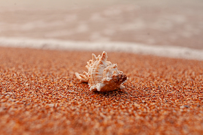 Seashell on sand. Sea summer vacation shot with space for the text on foreground and background