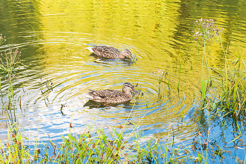 Two ducks at calm water with green reflection