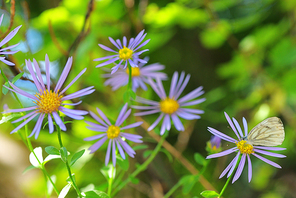 Aster hispidus flowers and white butterfly