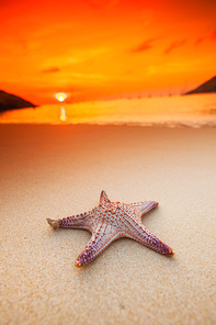 Starfish on the beach at sunset , tropical vacation concept