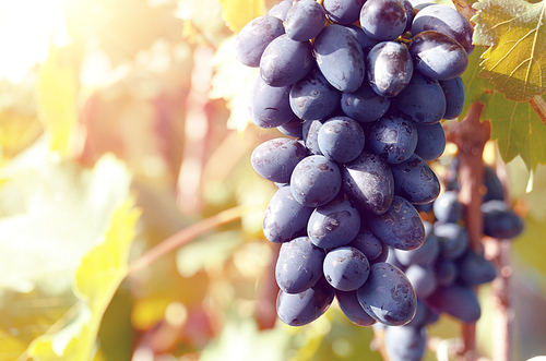 Blue grape cluster against sunlight closeup view