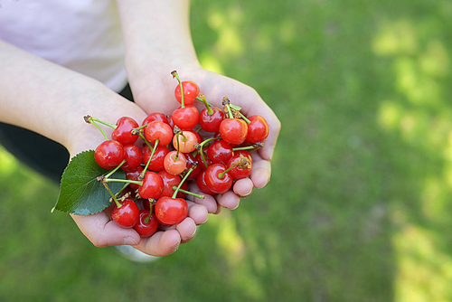 Handful of fresh cherries in summer garden
