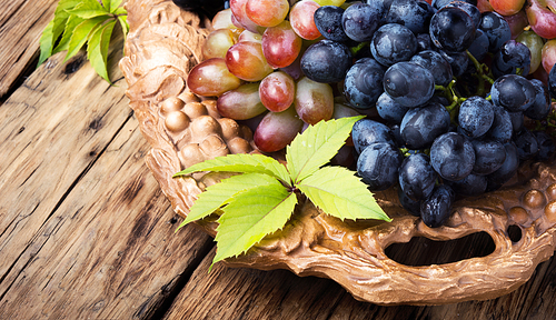 tray with ripe brushes of grapevine of autumn varieties