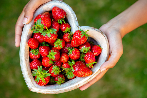 Overhead view of a girl or young woman hands holding a wooden heart shaped bowl of freshly picked red strawberries