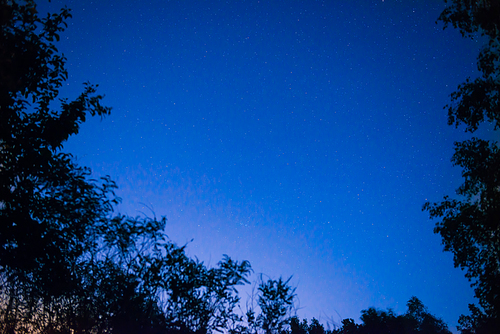 Night dark blue sky in forest with bright stars as space background