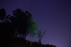 Big green trees in a forest under blue dark sky with many bright stars.