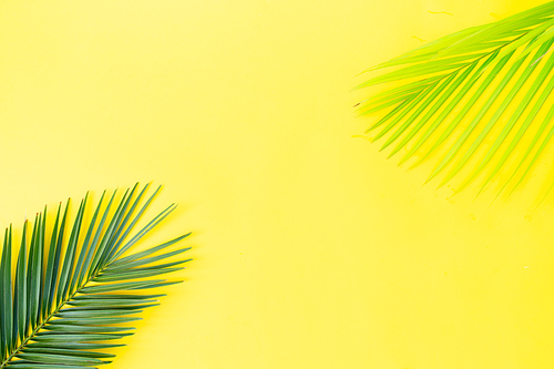 Summer top view scenery with tropical palm leaves on yellow background with copy space