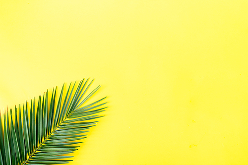 Summer flat lay scenery with tropical palm leaves on yellow background with copy space