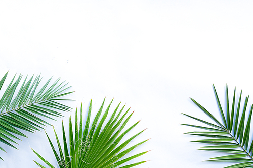 Summer flat lay scenery with tropical fresh green palm leaves on gray background with copy space
