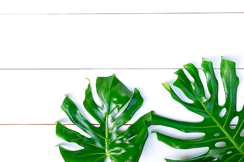 Summer flat lay scenery with tropical fresh leaves on white background with copy space