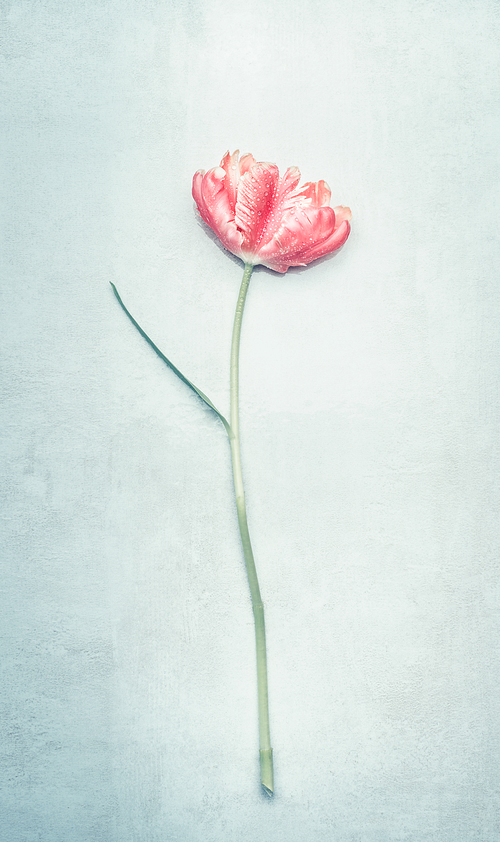 Pink gentle spring tulip in pastel color on blue background, top view. Mock up for springtime holidays or greeting for Mothers day, wedding or happy event