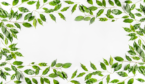 Pretty Frame made of green branches and leaves on white background. Flat lay, top view, horizontal, banner