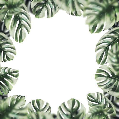 Isolated of botanical frame made of tropical Monstera leaves on white background