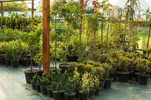 Various evergreen plants and bushes for landscaping an the outdoor greenery