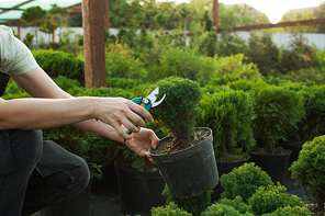 Female hands cutting seedlings in a pot using secateurs at greenhouse