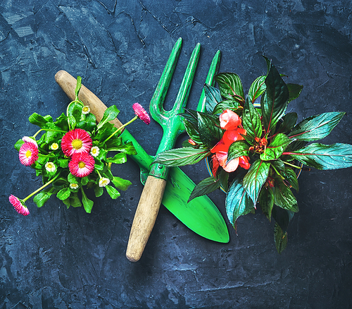 Blooming spring flower pot,garden scoop and rake