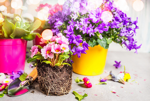 Beautiful garden flowers selection on table at sunny nature background with bokeh