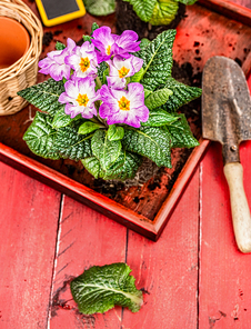 Gardening with flower pot and garden scoop on red rustic wooden background