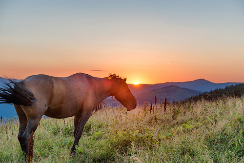 Brown horse grazing on a field at sunset