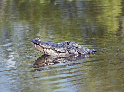 Large American alligator looking out of water in Florida lake