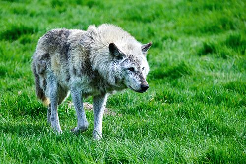 Beautiful grey Timber Wolf Cnis Lupusand eating in forest clearing landscape setting